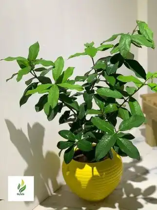 Ficus rubber tree