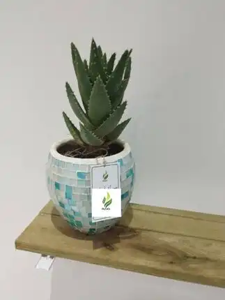 Aloe vera 