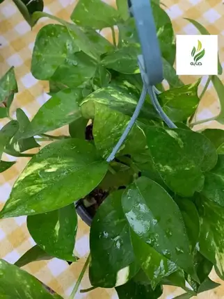 Pothos plant