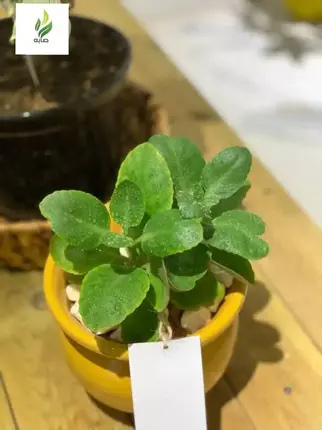 Kalanchoe the diamond